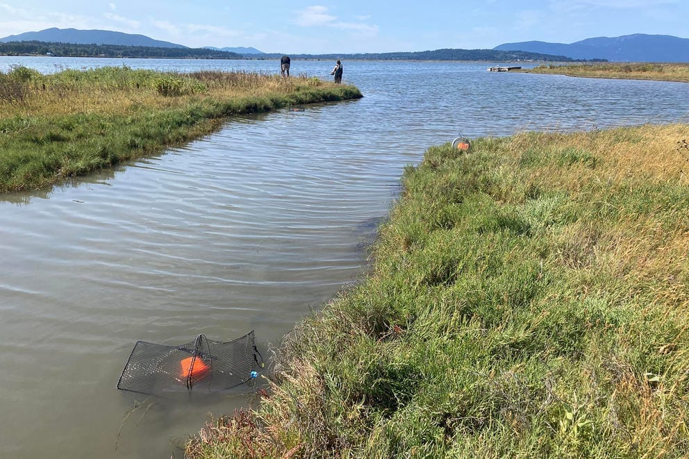 a crab trap floats in an inlet on a sunny day 