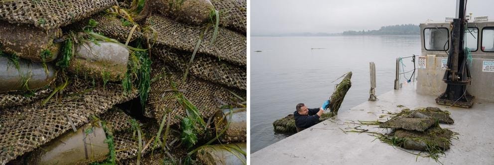 Two Photos: 1) stacks of bags full of oysters 2) a man standing in the water throws a bag onto a platform
