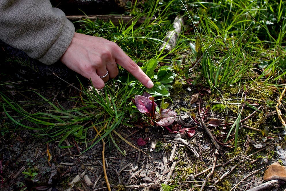 woman's hand pointing to a small red knotweed plant