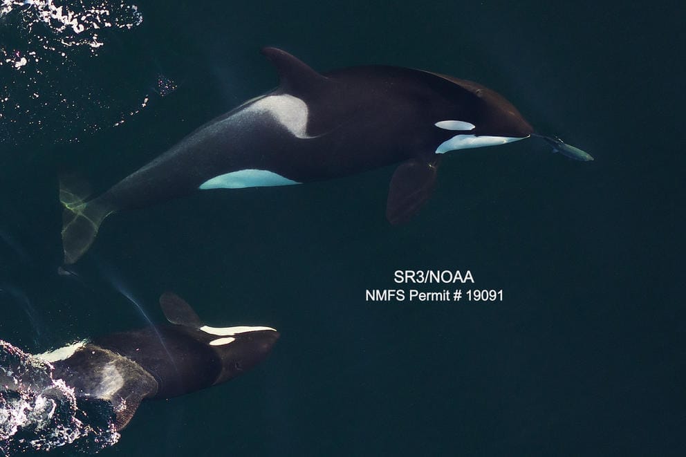 orca whale mother and calf as seen from the air