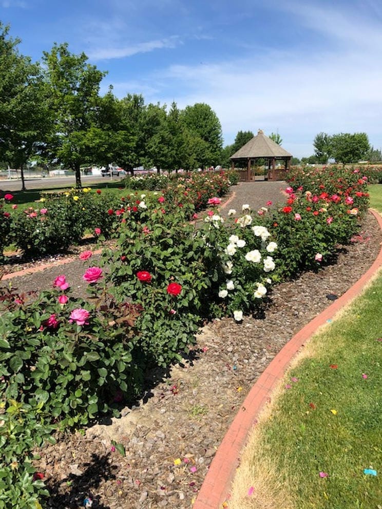 Row of rose bushes