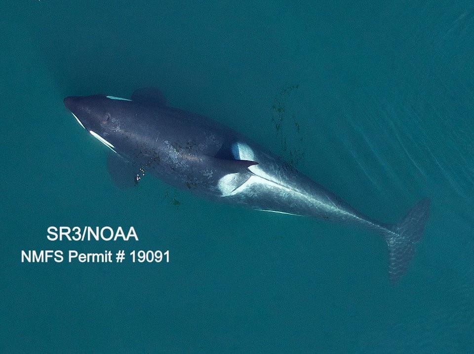 an expectant orca from above
