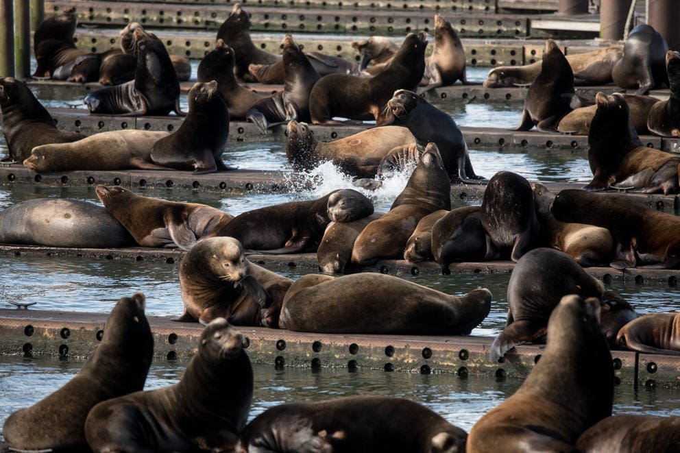 Sea lions congregate and sing from the east Mooring Basin in Astoria, Oregon.