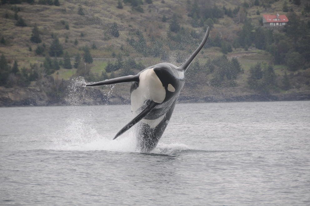 An endangered southern resident killer whale breaches, while wearing a
