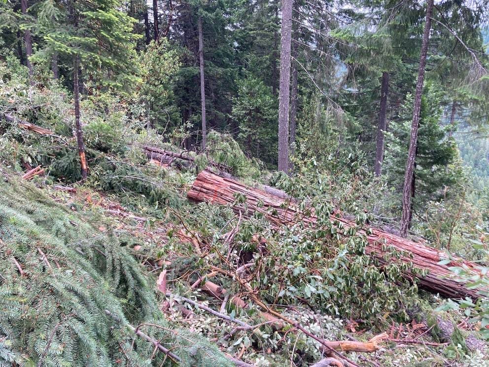 trees recently cut in the forest