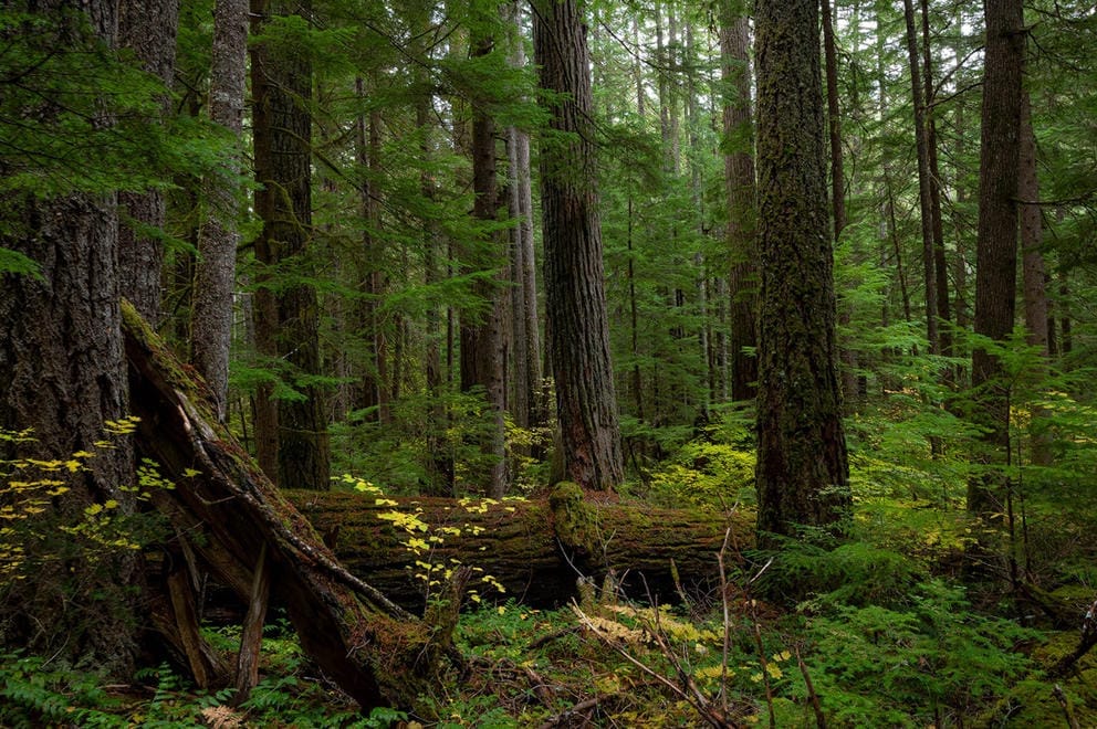 a grove of older trees on federal lands
