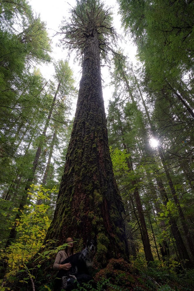A Cascadia Wildlands volunteer and their dog under a 96 inch (8 foot) diameter ancient Douglas fir tree.