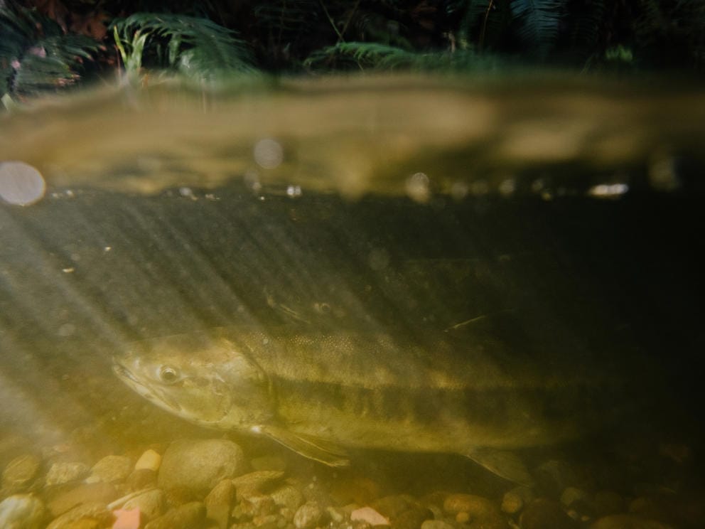 salmon swimming under water