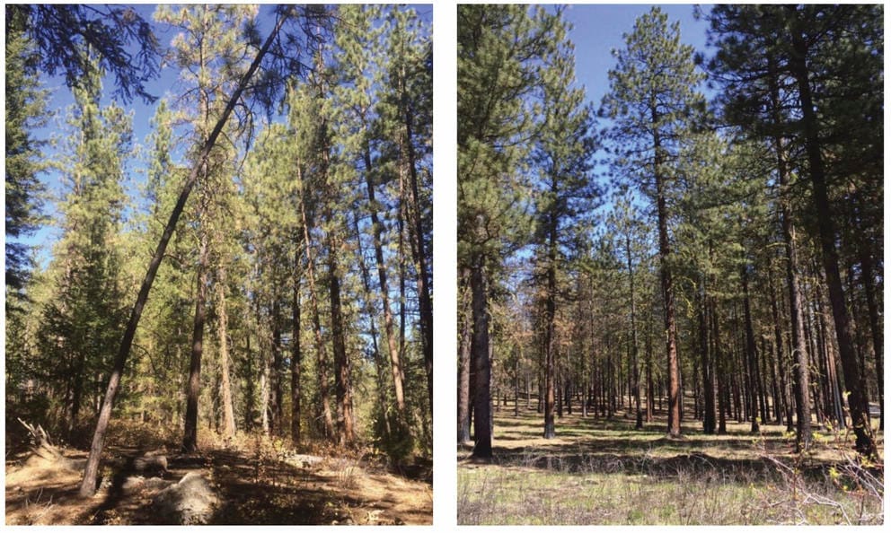 Trees in a dry forest 