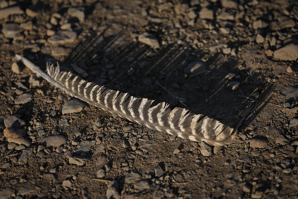 Shadow of a turkey feather