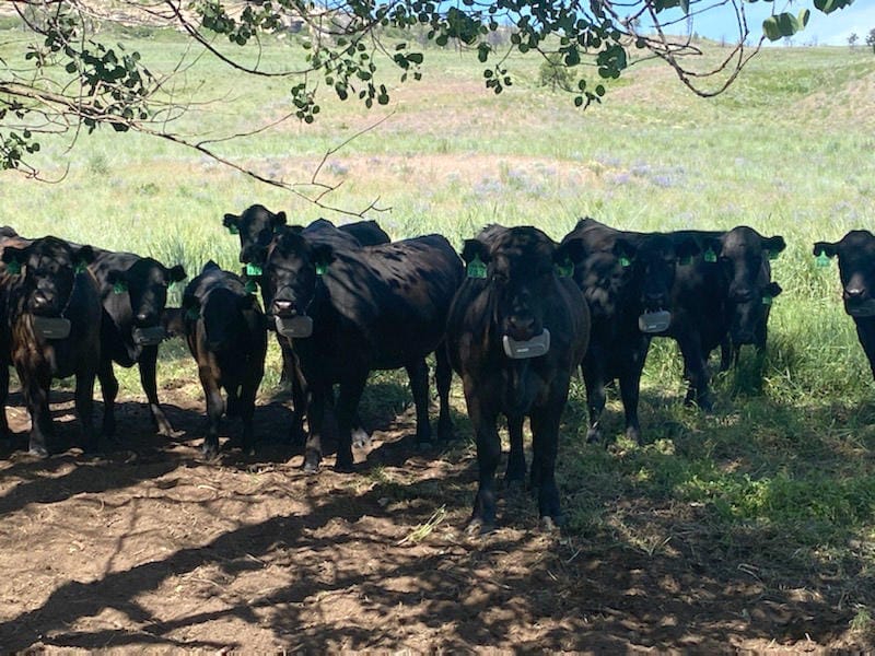 cows wearing tracking collars
