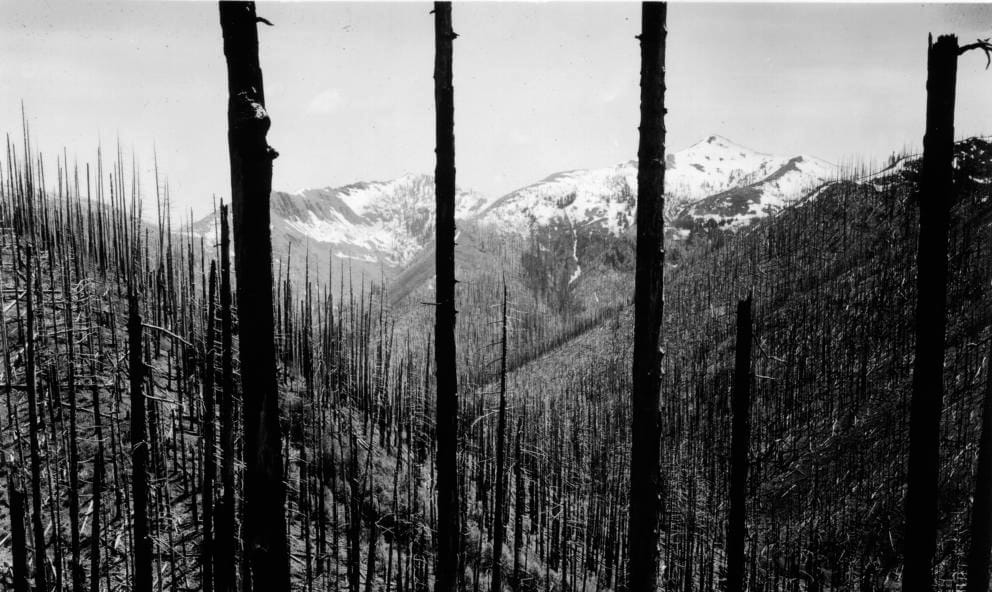 Charred remnants of the 1902 Yacolt Burn