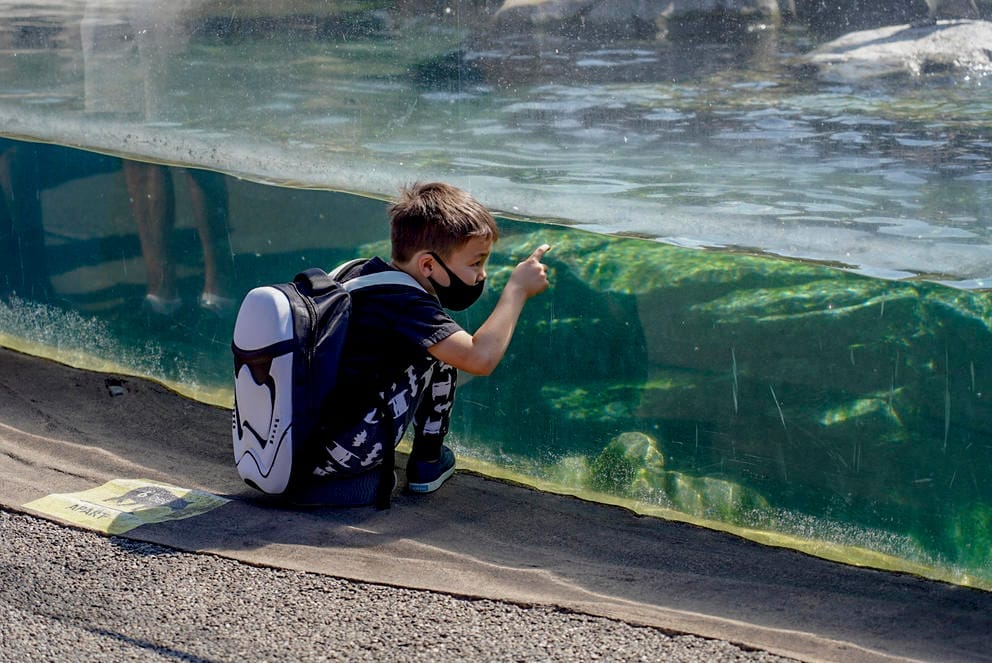 child peering into penguin exhibit behind glass