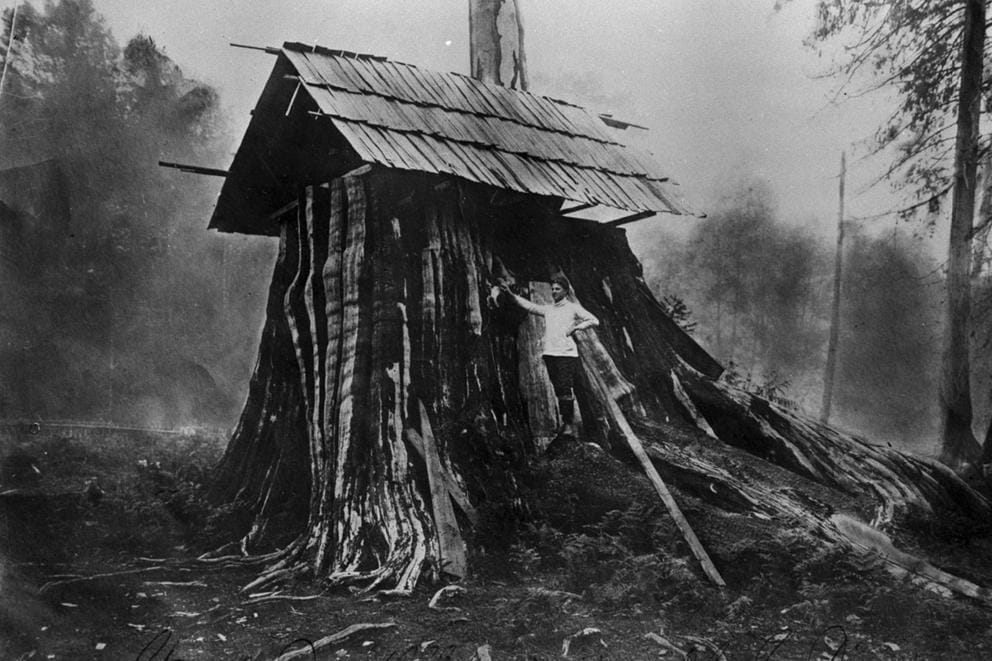A stump that was turned into a post office in Elwa, WA