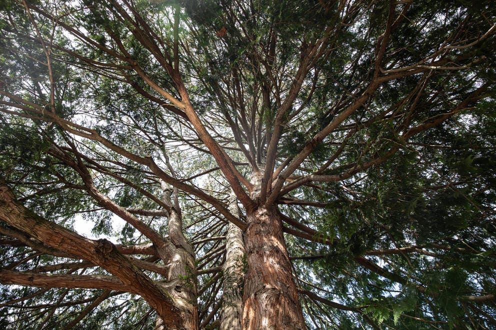 A view looking up into the branches of a cedar tree