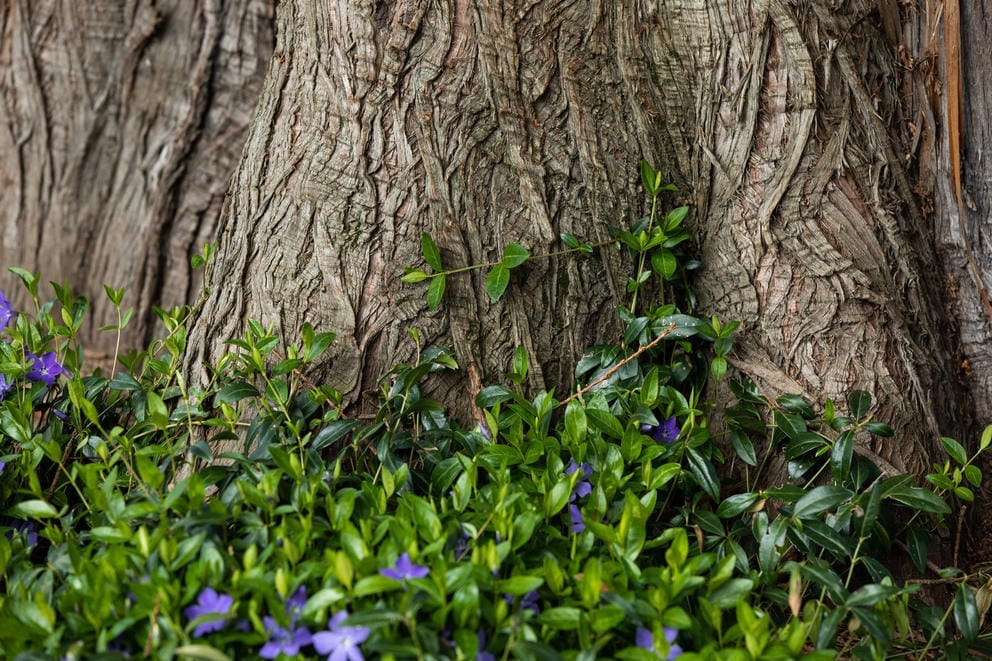 A trunk of a tree with vines growing toward the base