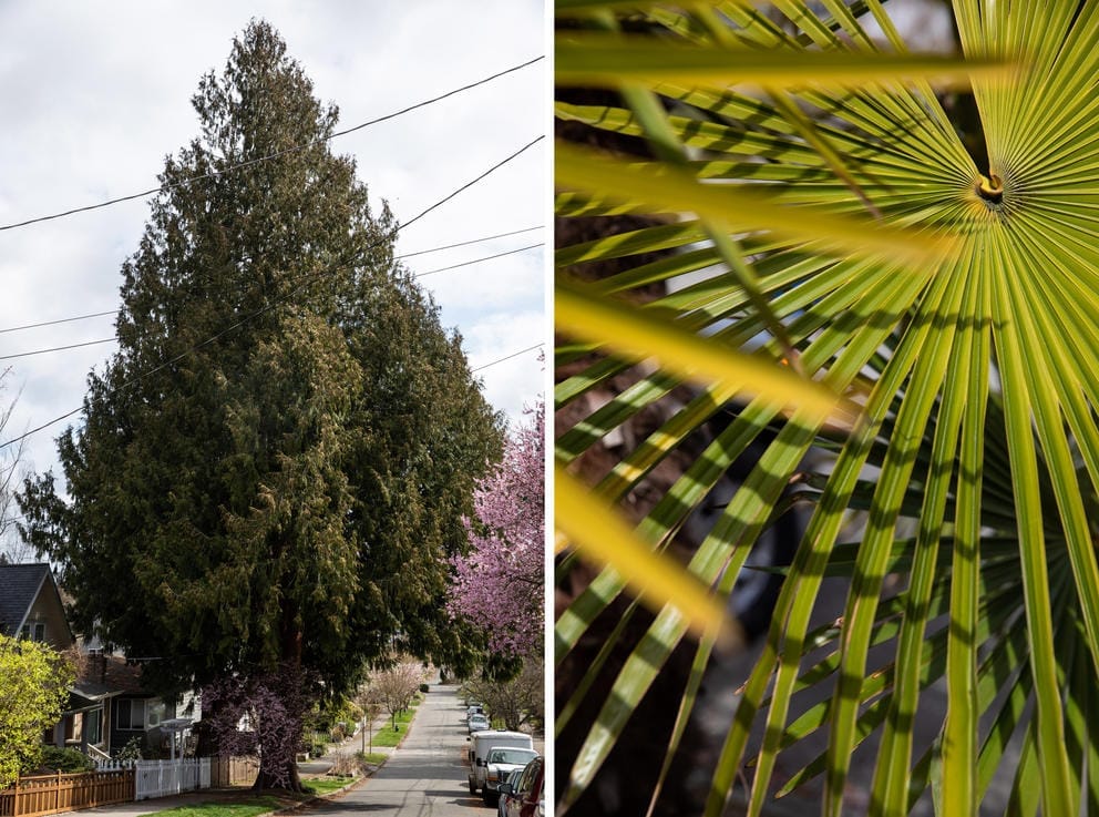 A diptych of a cedar and a palm tree