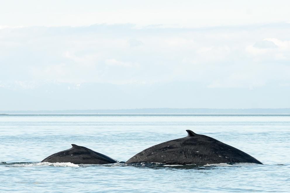 two whale's dorsal fins are visible in the water