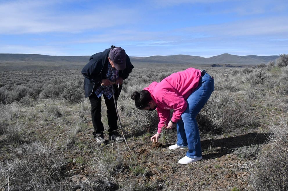 Lewis and his niece Crystal Miller use his puca to dig for cxelusa, or biscuit root