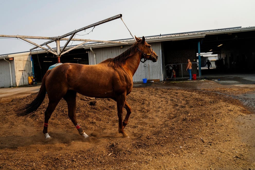 horse exercising