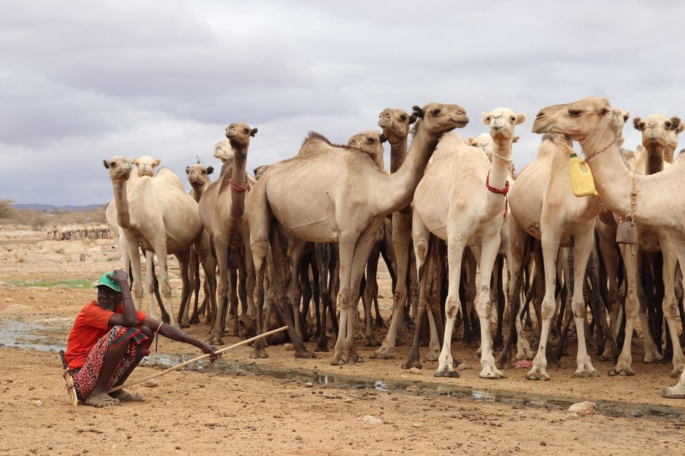 A pastoralist of the Rendille Tribe with his herd of camels at a borehole near Laisamis, Kenya.