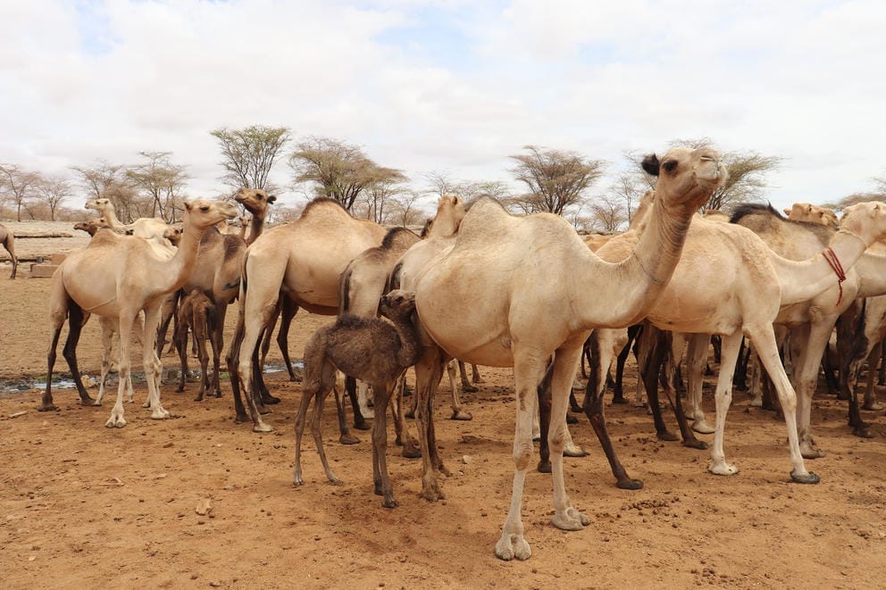 A young camel attempts to goad its mother into feeding at a borehole in Marsabit County near Laisamis, Kenya.