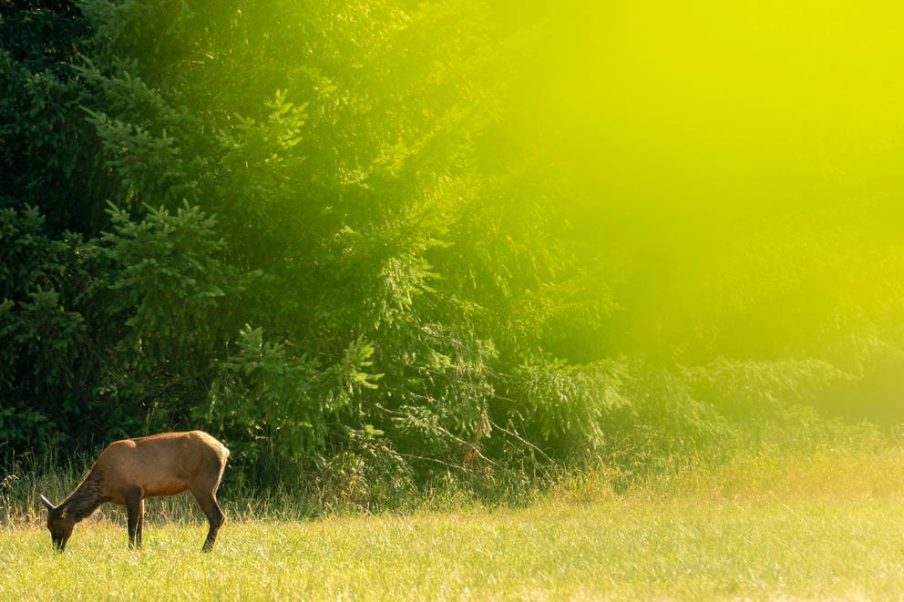 An elk feeds on grass in the Black River Unit of the Billy Frank Jr. Nisqually National Wildlife Refuge