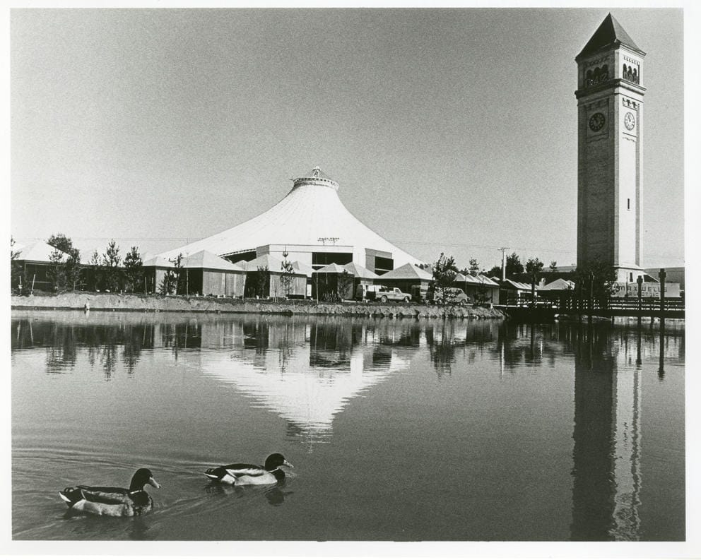 Ducks swimming in the forebay of the Spokane River