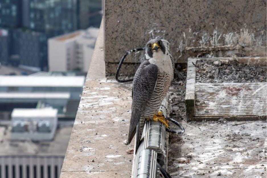 photo of a falcon on a building ledge
