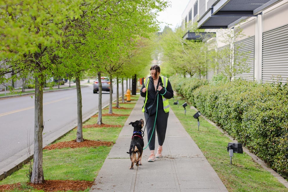 A volunteer in a high-viz vest walks a black and tan dog on the sidewalk