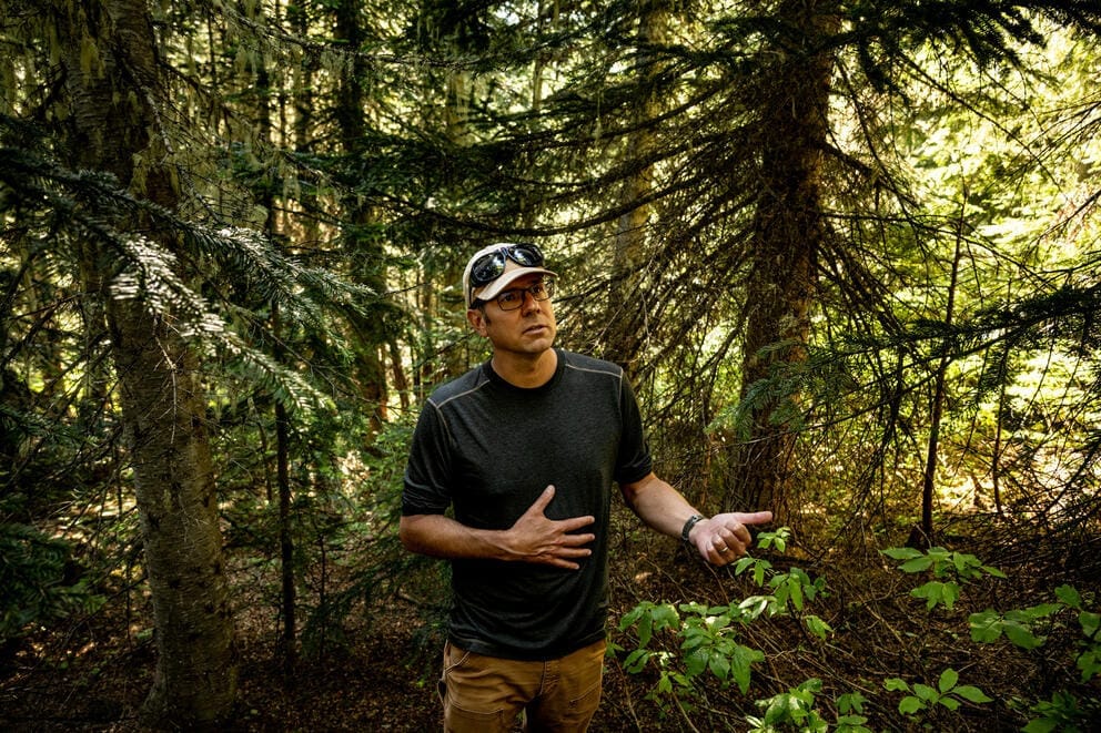 A person stands among trees and other growth in an old-growth rainforest.