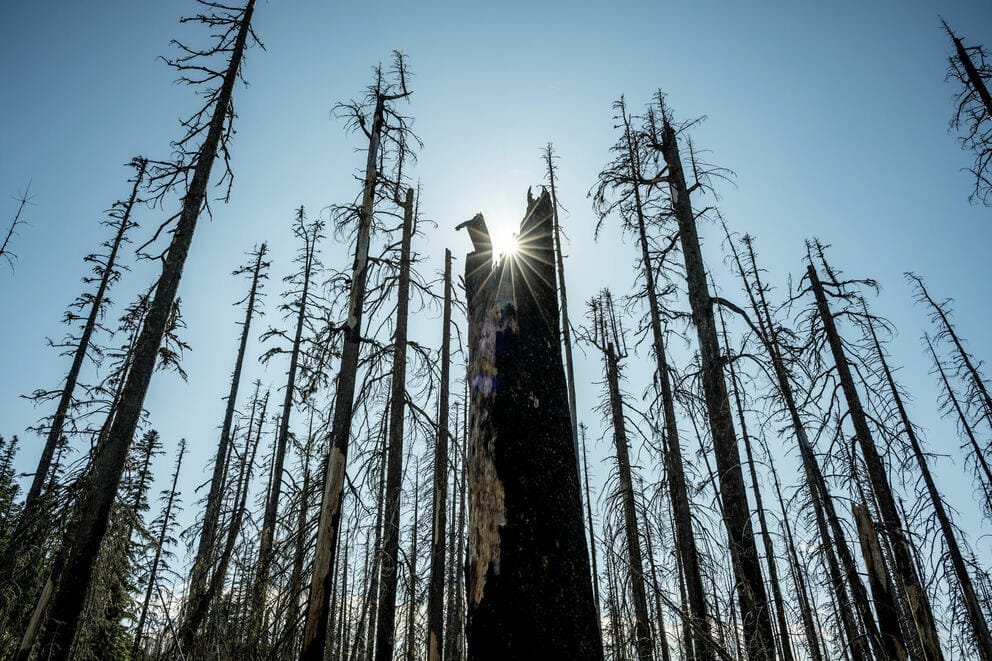 The sun shines between fire-damaged standing trunks of evergreen trees.