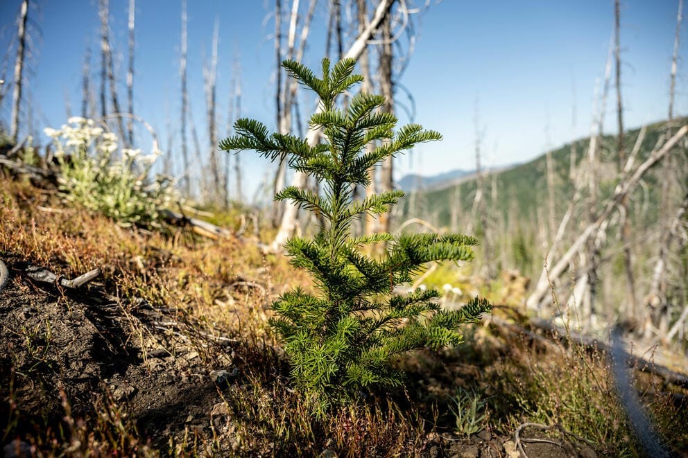 An evergreen sapling sprouts from the ground.