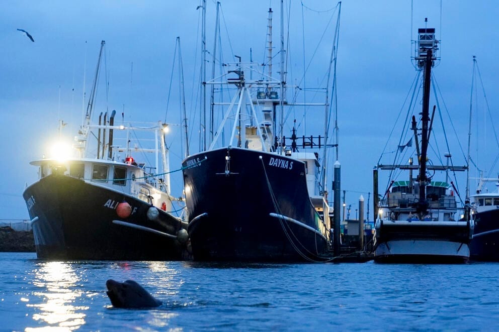 A seal swims in front of a McAdam's Fish boat, marked in bright, wide letters as the Dayna S.