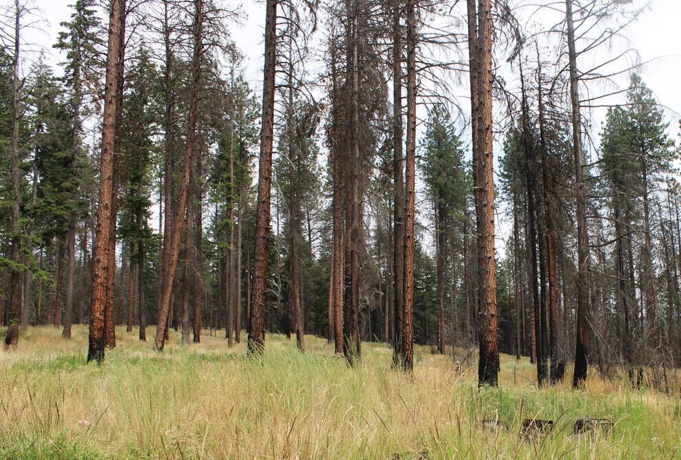 An area with thin trees.