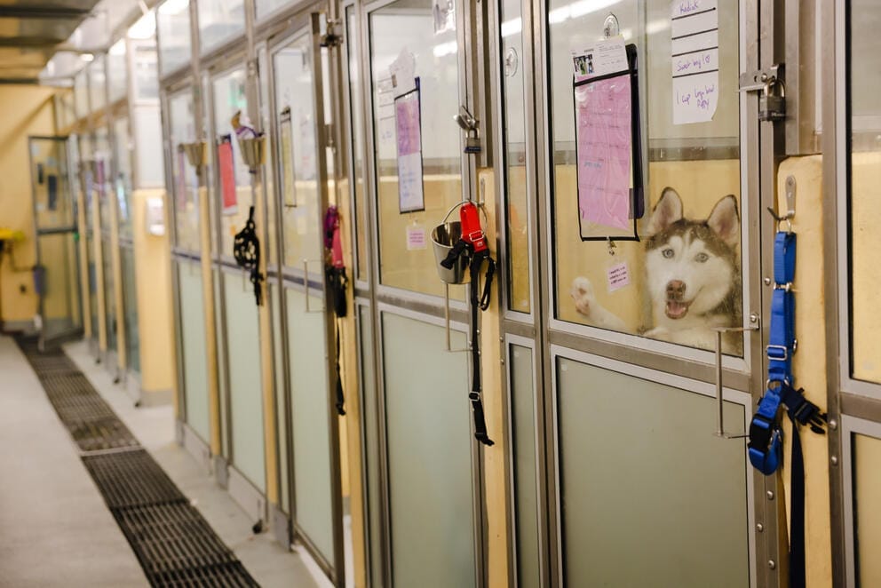 a row of kennels in the Seattle Animal Shelter with a husky looking at the camera in the first kennl