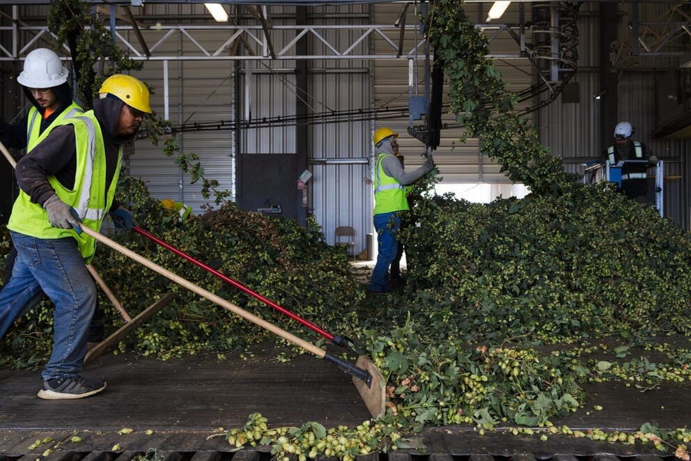 Workers shovel dried hops off the ground