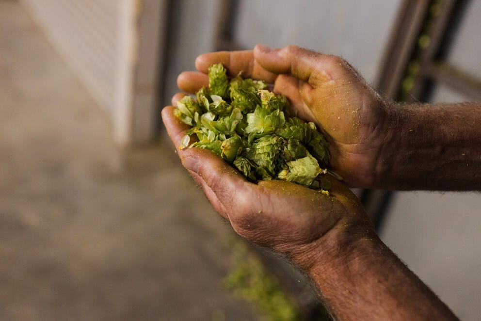 A close up of hands holding a bunch of dried hops
