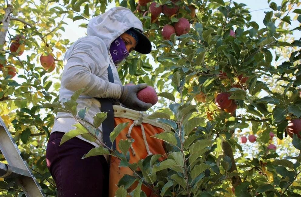 A person in a tree picks apples.