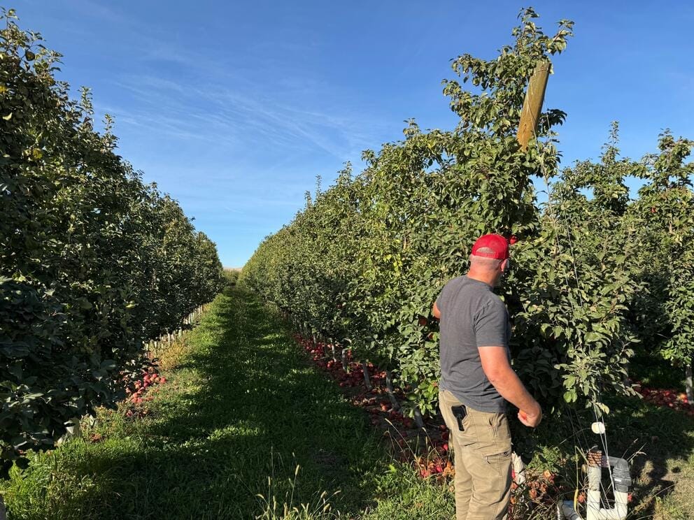 A person with their back to the camera walks through an apple orchard.