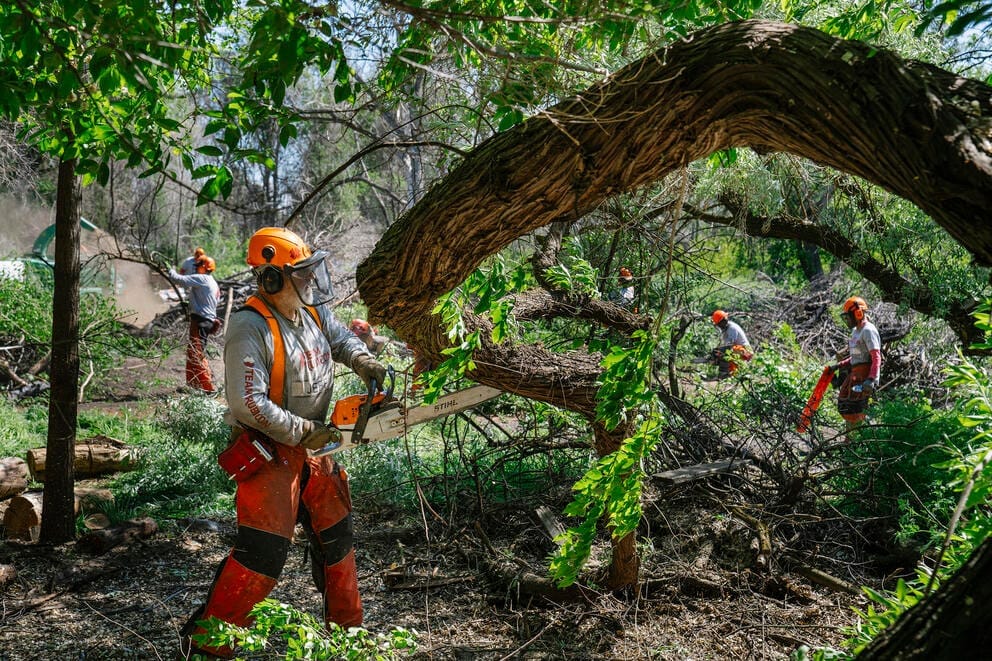Workers in orange helmets and pants use chainsaws to cut back branches and brush in an area of dense vegitation