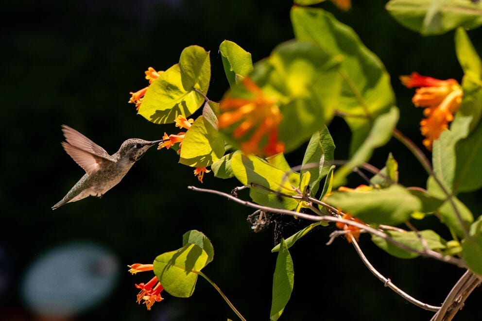 A hummingbird flies near a honeysuckle plant