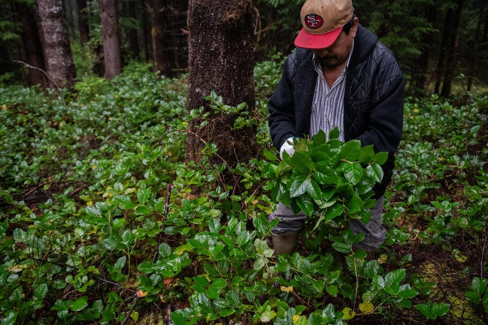 A man holds a bunch of picked salal leaves in a wet forest surrounded by more salal plants
