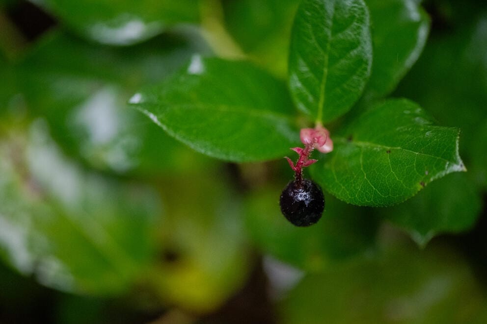 A close-up of salal, with its shiny oval leaves and round, dark blue berries.