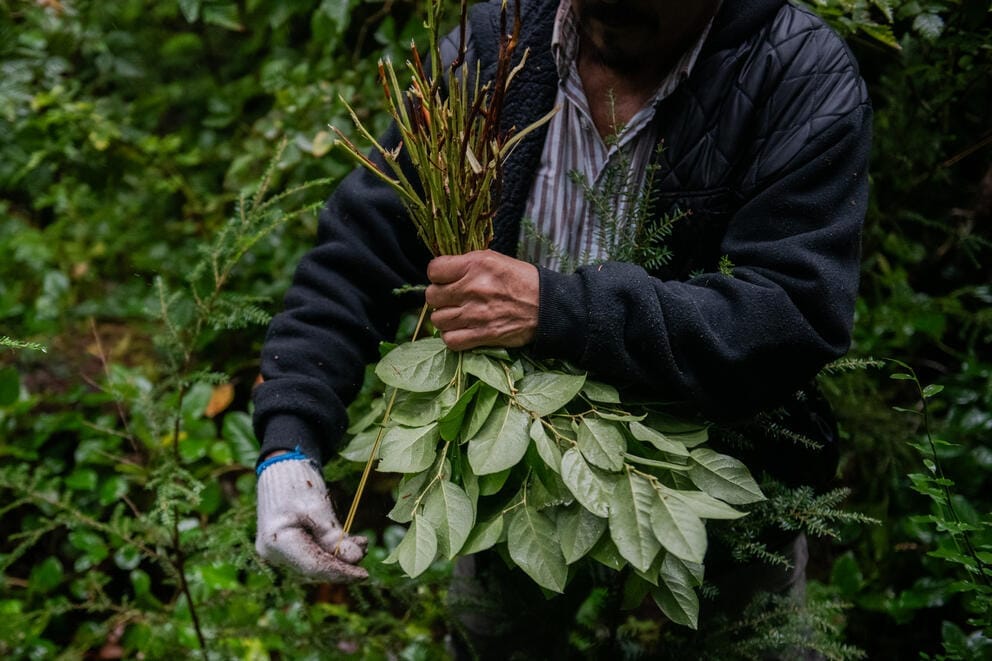 A salal worker is pictured tying his bunch with a rubber band to hold it all together.