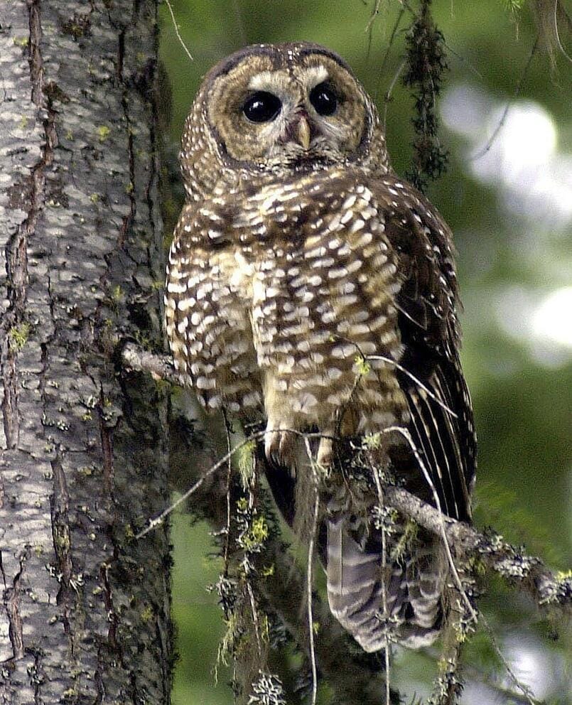 Northern Spotted Owl in a tree