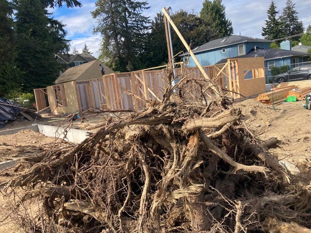 A massive rootball of a tree is in the foreground of a dirt lot surrounded by houses.