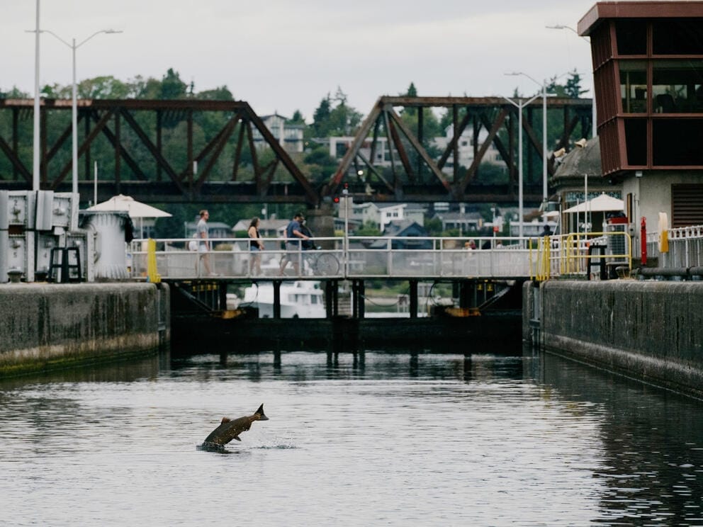 A salmon leaps out of the water inside the small lock chamber