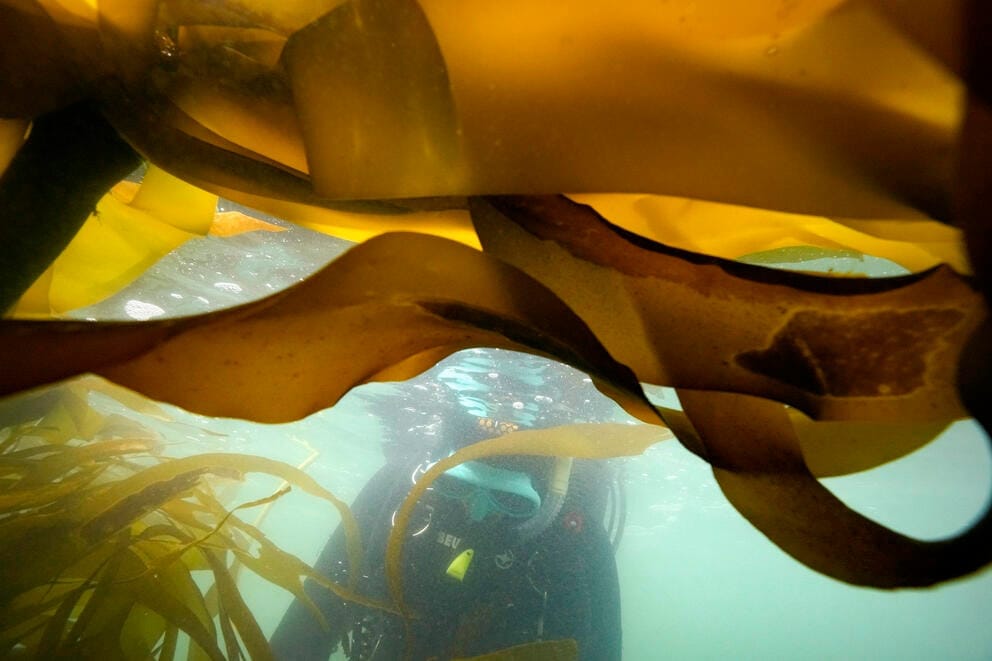 an up-close photo of yellowish kelp underwater