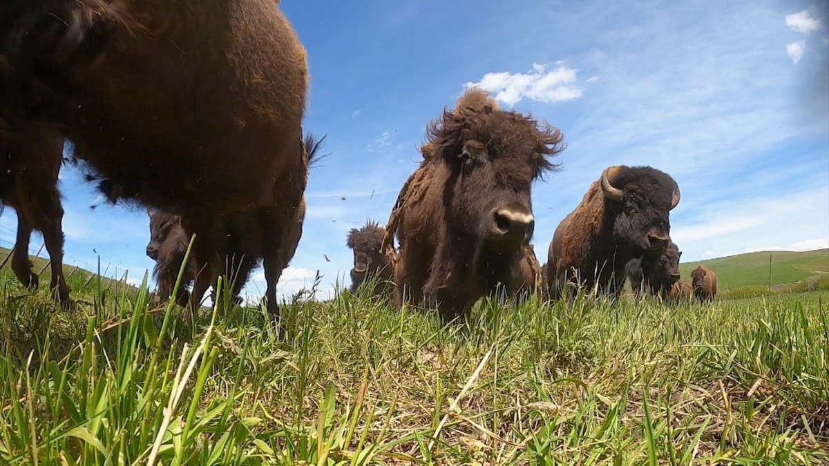 Bison Ranching | Cascade PBS